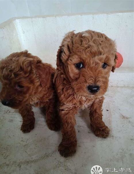 泰迪幼犬的喂养,满月的小泰迪怎么养好