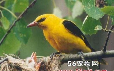黄鹂 怎么养 黄鹂 怎么养