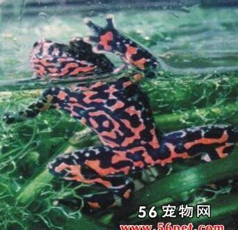 什么是朝鲜铃蛙,带你了解朝鲜铃蛙的习性特征与喂养等