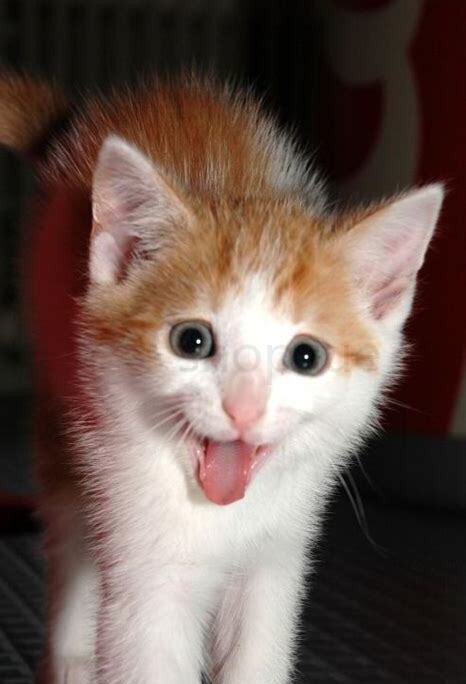 两周的猫怎么养
