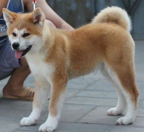 秋田幼犬怎么养最好