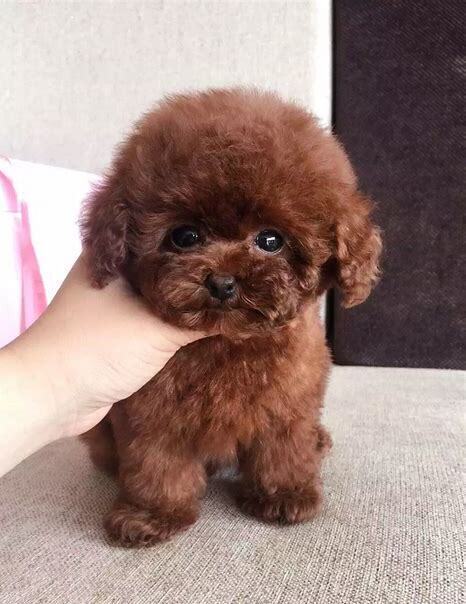 茶杯泰迪犬怎么养