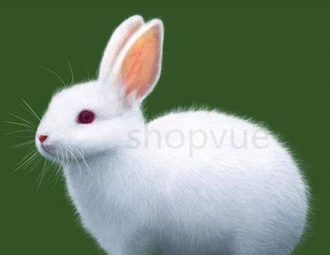 刚出生的小兔怎么养