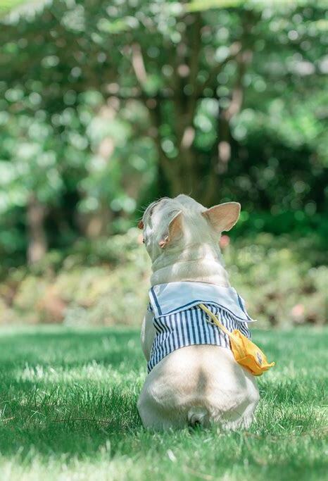 夏天怎么养狗狗好