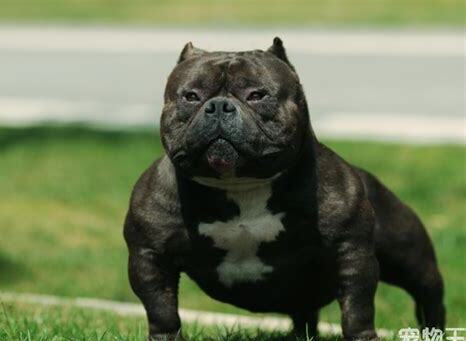 美国恶霸犬好不好养