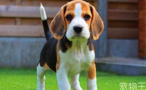 比格幼犬怎么养比较好 比格幼犬怎么养比较好