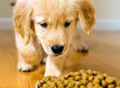 秋田幼犬怎么养