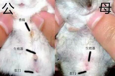 仓鼠怀孕怎么养 仓鼠怀孕怎么养