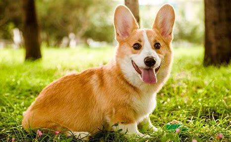 怎么样养柯基幼犬