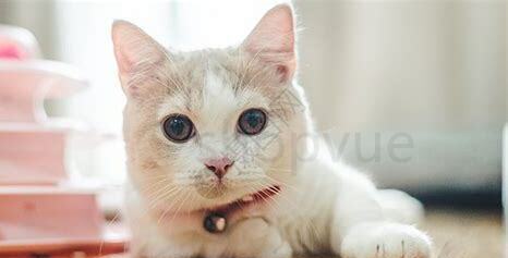 两周的猫怎么养胖