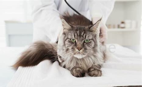 怎么养缅因猫视频