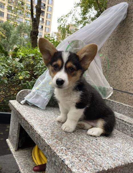 柯基两个月怎么养比较好