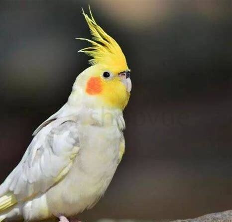 凤头鹦鹉怎么养好
