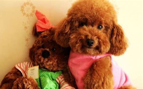 农村怎么养泰迪幼犬