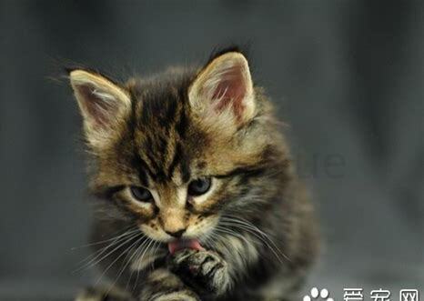 野生猫怎么养熟