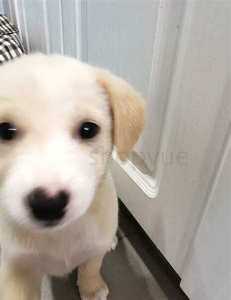 母狗怀孕怎么养比较好