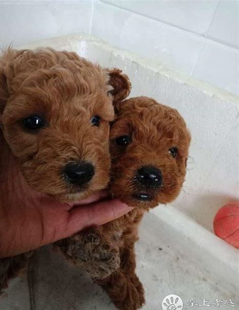 泰迪幼犬的喂养,满月的小泰迪怎么养好