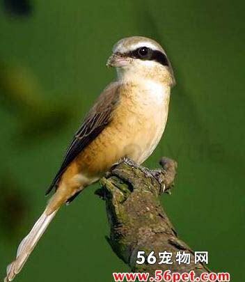 劳伯鸟幼鸟怎么养好