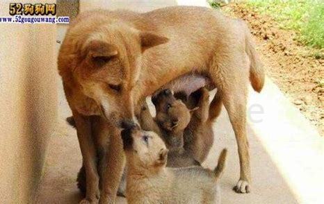 应该怎么养幼犬