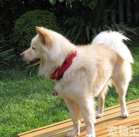 怎么样养比熊最好