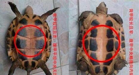夏天怎么养巴西龟