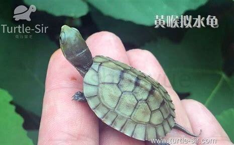 黄喉龟苗怎么养黄尾鱼 黄喉龟苗怎么养黄尾鱼