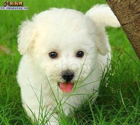 上班比熊怎么养