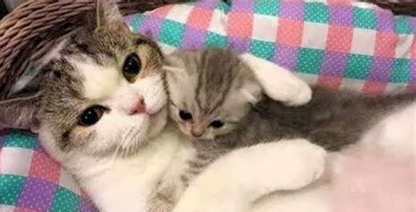刚出生猫咪怎么养活 刚出生猫咪怎么养活