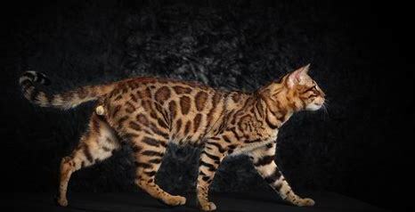怎么养孟加拉豹猫