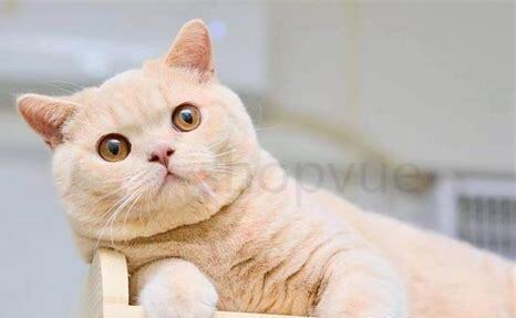 英国蓝短猫怎么养好看 英国蓝短猫怎么养好看
