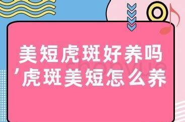 虎斑美短怎么养好看 虎斑美短怎么养好看