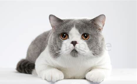 养英国短毛猫,这些雷区千万别踩
