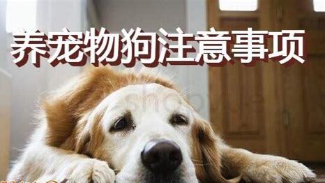 如何对付养狗不栓绳子,怎么对付养狗 如何对付养狗不栓绳子,怎么对付养狗