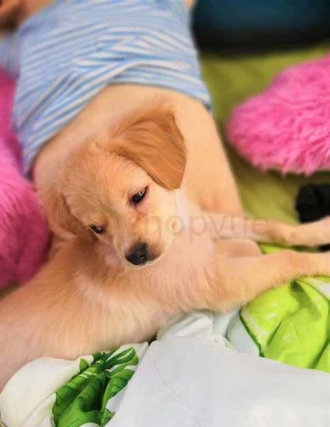 狗狗3个月怎么养