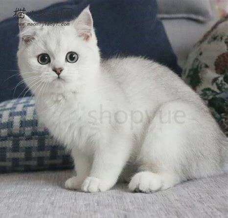 怎么把猫养漂亮