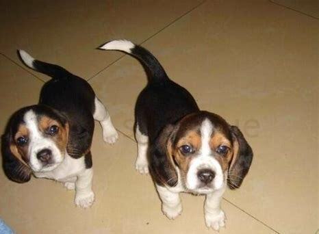 比格犬幼犬怎么养