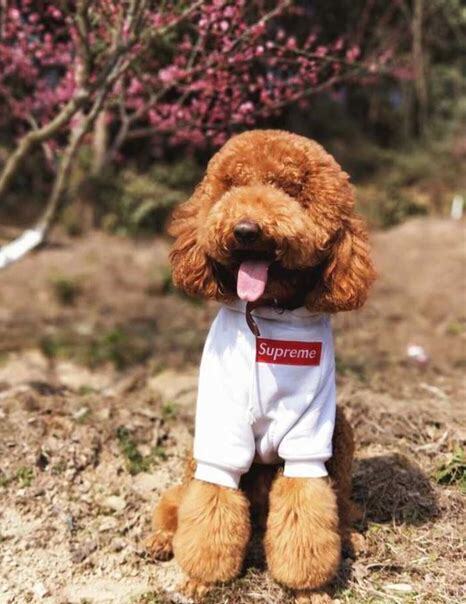 巨型贵宾犬怎么养