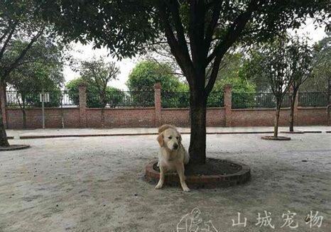 老年犬怎么养比较好