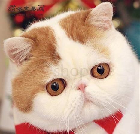 猫是怎么被训养的