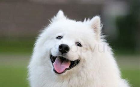 怎么养好一只萨摩耶幼犬