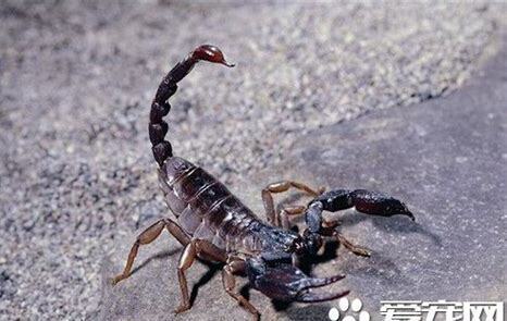 蝎子宠物怎么养