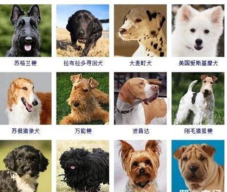 惠比特犬怎么养最好