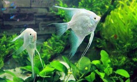 养燕鱼的水怎么养 养燕鱼的水怎么养