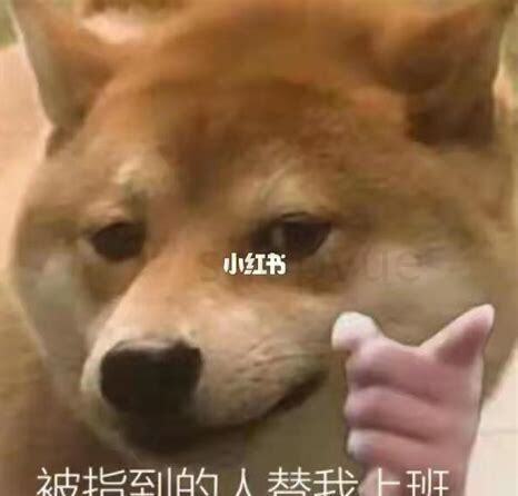 上班怎么养哈士奇犬