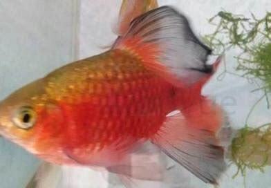花手巾鱼怎么养不打架
