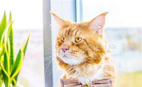 立耳猫怎么养