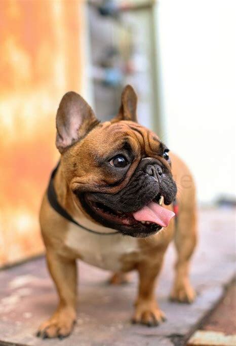 斗牛犬要怎么养