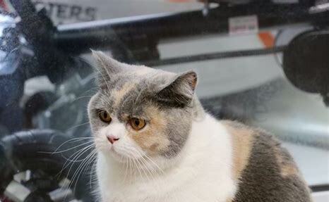怎么养好英短猫猫