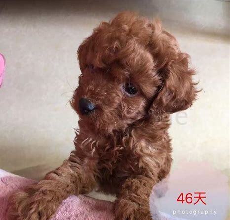 四个月的贵宾怎么养