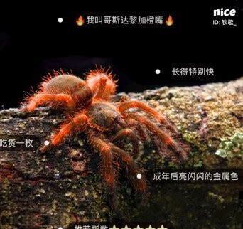 巴西所罗门怎么养 巴西所罗门怎么养